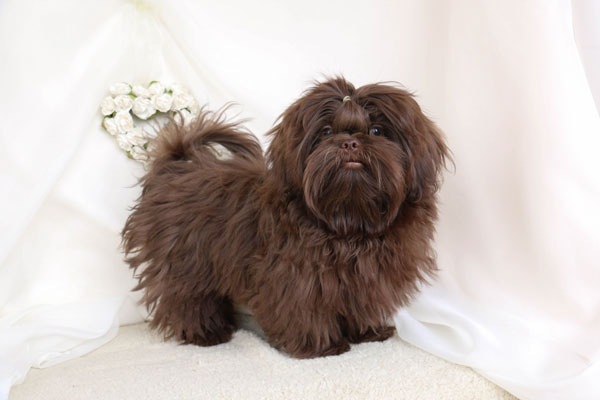 Gable Shih Tzu