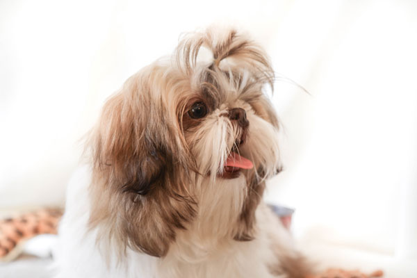 multicolored shih tzu