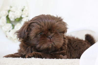 Brown Shih Tzu Puppy for Sale