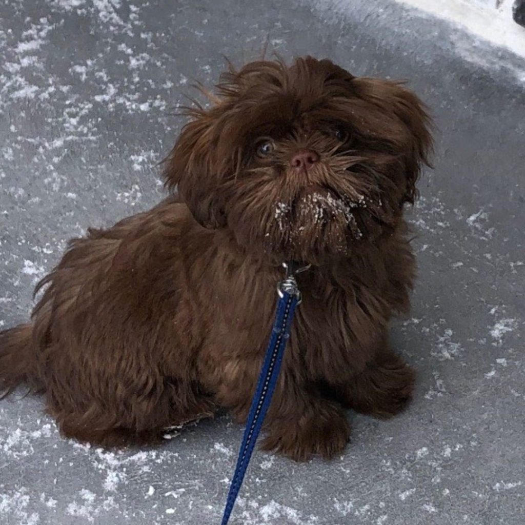 shih tzu puppy