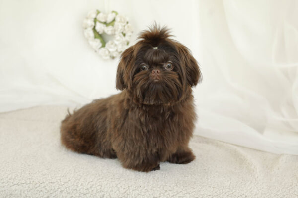 Schwarzer Shih Tzu Mix Are There Black Shih Tzus Out Here Hello Schwarzer Shih Tzu Mix Are There Black Shih Tzus Out Here Hello