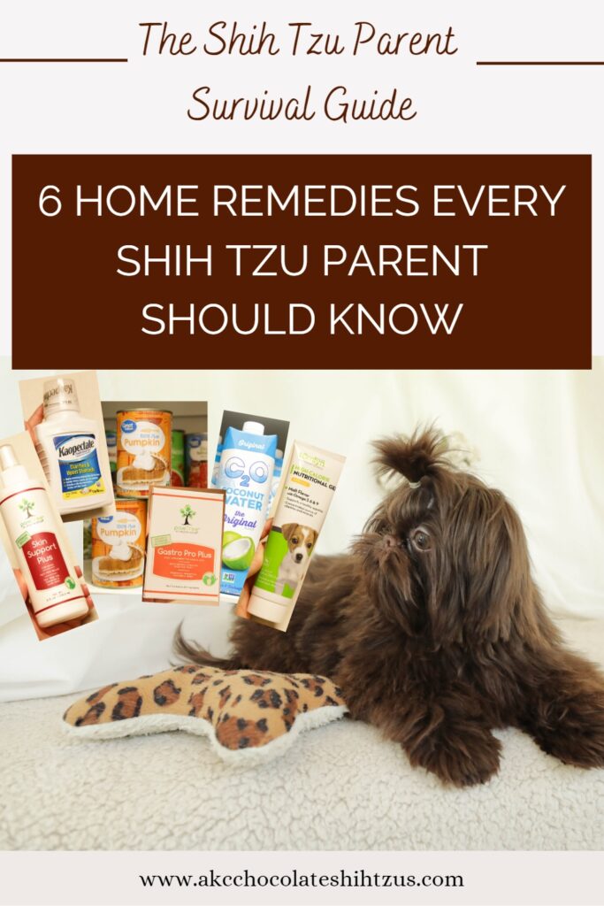 6 Home Remedies Every Shih Tzu Parents Should Know - How to take care of a Shih Tzu