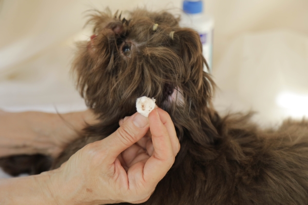 Learn how to clean Shih Tzu ears from home!