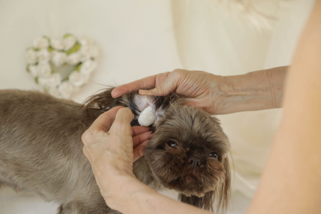 Did you know you need to clean your Shih Tzu ears regularly? Learn how with our quick and easy tutorial!
