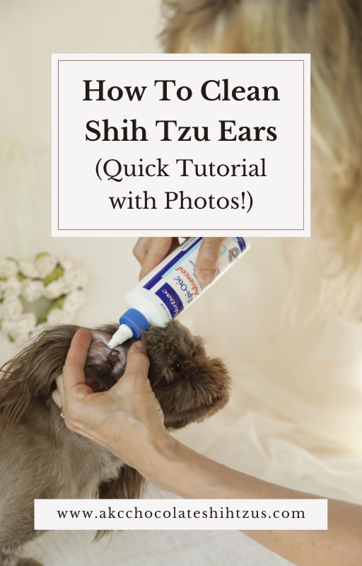 How To Clean Shih Tzu Ears