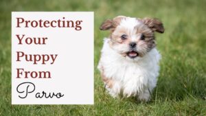Learn how to protect a puppy from parvo in this blogpost by Sunnybelle Shih Tzus.