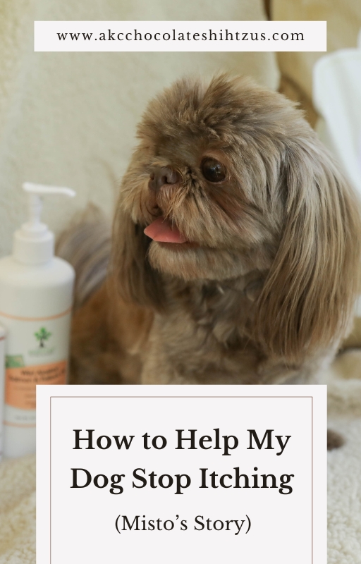 How to Stop My Dog from Itching - Natural Remedies for Itchy Dogs