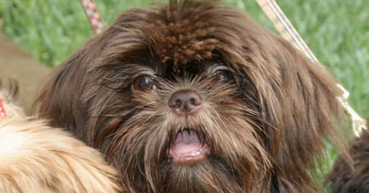 AKC Chocolate Shih Tzu Breeder in East Texas - Sunnybelle Shih Tzus