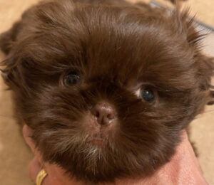 Ruby — Emily & Crew past chocolate Shih Tzu puppy.